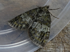 Hydriomena impluviata