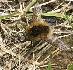 Bombylius venosus