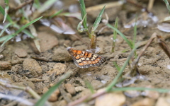 Euphydryas desfontainii