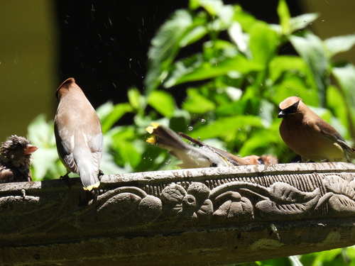 Cedar Waxwing photographed in South Dakota