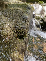 Platyhypnum duriusculum