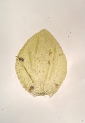 Platyhypnum duriusculum