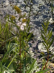 Lysimachia terrestris