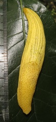 Elisolimax flavescens