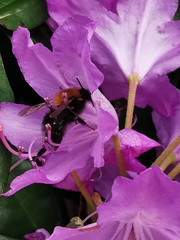 Bombus hypnorum