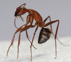 Camponotus socius