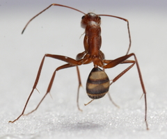 Camponotus socius