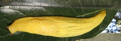Elisolimax flavescens