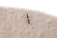 Tachydromia arrogans