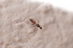 Tachydromia arrogans