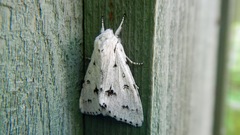 Acronicta innotata