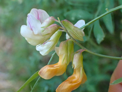Lathyrus delnorticus