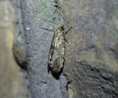 Morophaga choragella