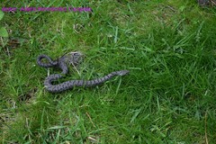 Crotalus transversus