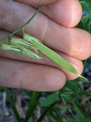Lathyrus delnorticus