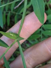 Lathyrus delnorticus