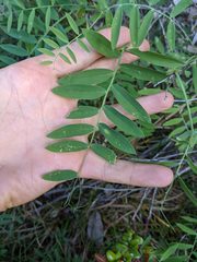 Lathyrus delnorticus