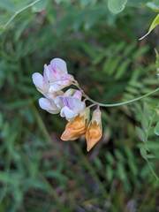 Lathyrus delnorticus