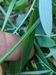 Lathyrus delnorticus