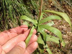 Lilium parryi