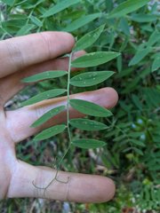 Lathyrus delnorticus