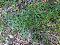 Lathyrus delnorticus