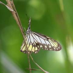 Ideopsis vitrea