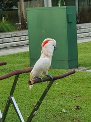 Cacatua moluccensis