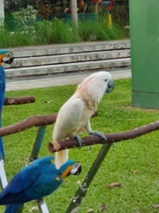 Cacatua moluccensis