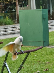 Cacatua moluccensis