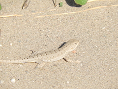 Liolaemus wiegmannii