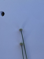 Lachnocaulon