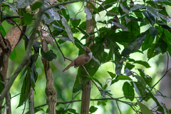 Alophoixus ochraceus