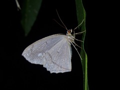 Pareumelea eugeniata