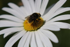 Merodon equestris