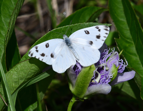 Checkered White, 16000 FL-471, Lakeland, FL 33809, USA, photo 7 of 10