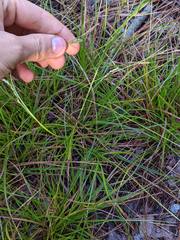 Carex mendocinensis