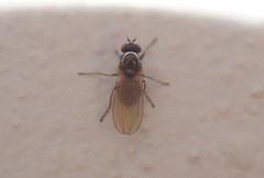 Camillidae