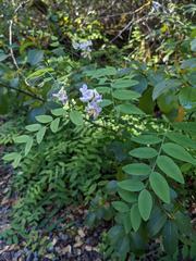 Lathyrus delnorticus