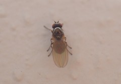 Camillidae