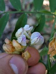 Lathyrus delnorticus