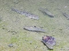 Rhodeus sinensis