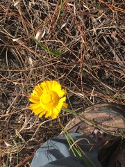 Helenium pinnatifidum
