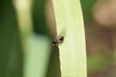 Camillidae