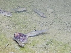 Rhodeus sinensis