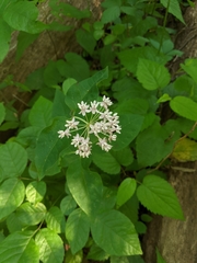 Asclepias quadrifolia