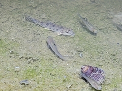 Rhodeus sinensis