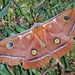 Antheraea godmani - Photo (c) Steven Easley, some rights reserved (CC BY-NC), uploaded by Steven Easley