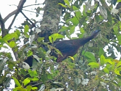 Chamaepetes goudotii