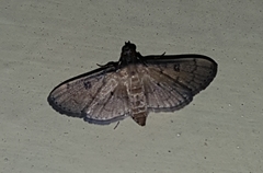 Lepidoptera